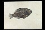 Bargain, Fossil Fish (Cockerellites) - Wyoming #144164-1